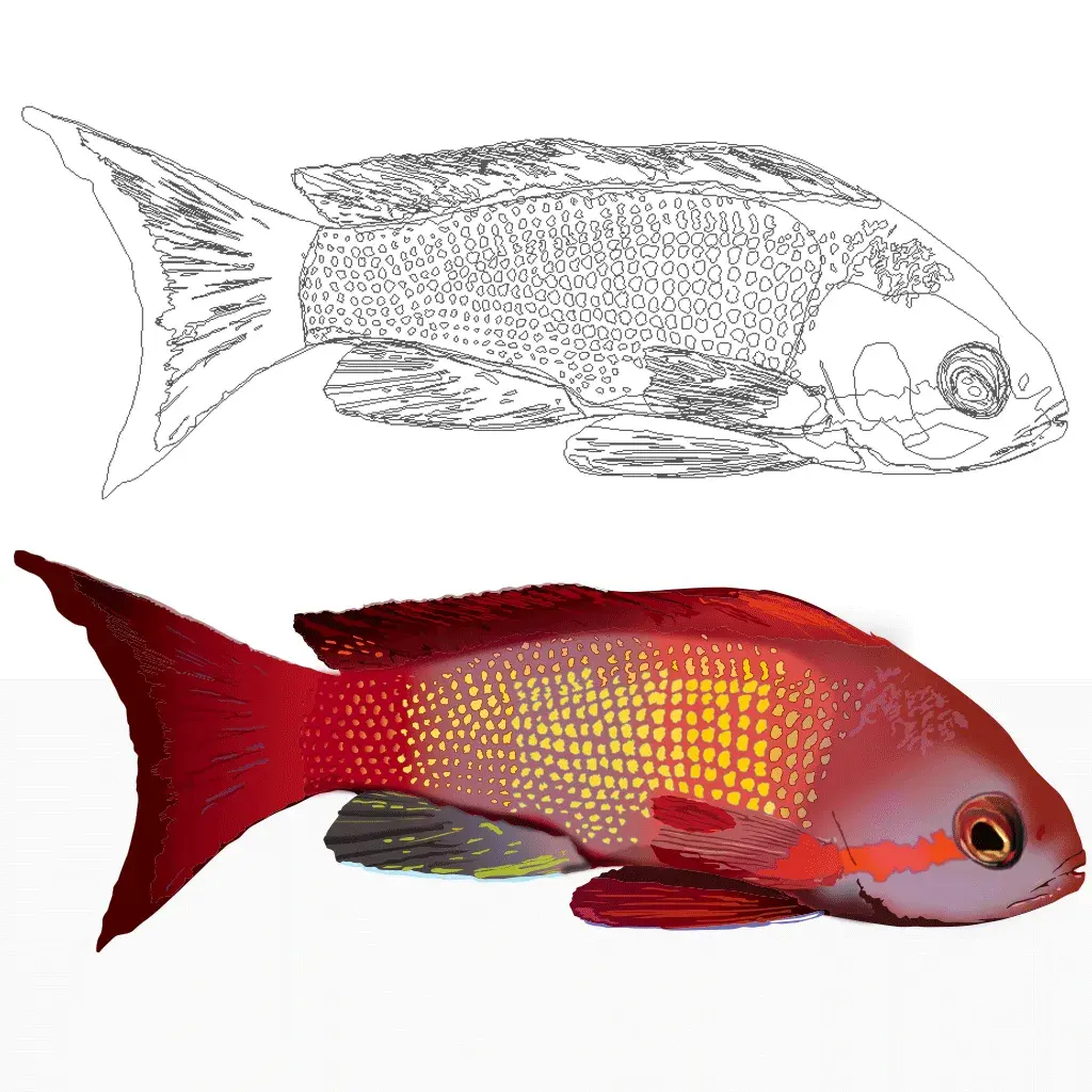 Pseudanthias squamipinnis
