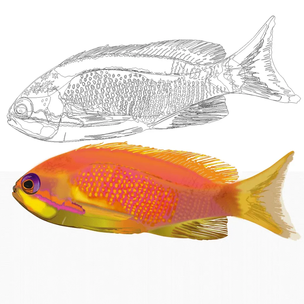 Pseudanthias squamipinnis fem